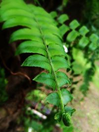 Close-up of fresh green plant