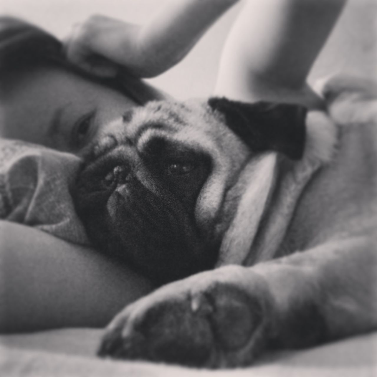 CLOSE-UP PORTRAIT OF DOG RELAXING