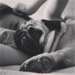 Close-up portrait of dog relaxing on blanket