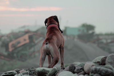 Dog looking away