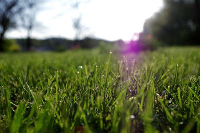 Close-up of grass in field