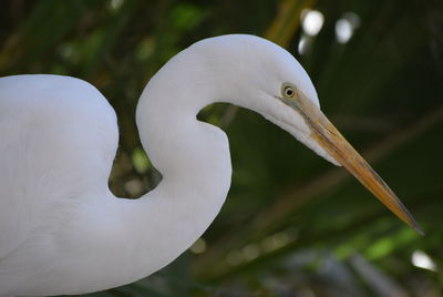 Close-up of swan