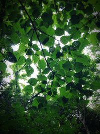 Low angle view of leaves on tree