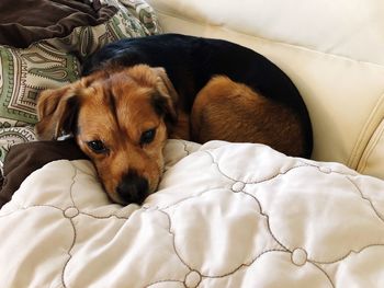 Dog resting on sofa at home