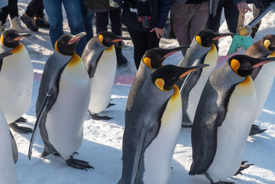 High angle view of penguins on snow covered landscape