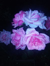 Close-up of wet flowers at night