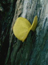 Macro shot of yellow flower on tree trunk