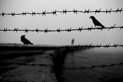 Birds perching on a fence