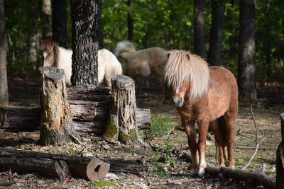 Horses in a forest