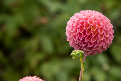 Close-up of pink flowers