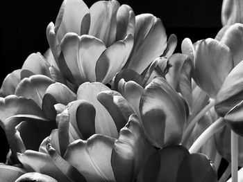 Close-up of flower buds against black background