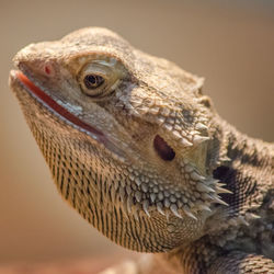 Close-up of lizard