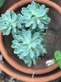 Close-up of potted plant