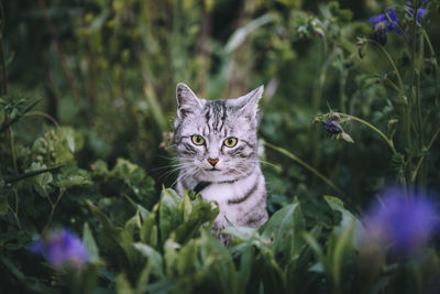 Portrait of cat amidst plants