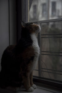 Calico cat gazing up and out of a dimly lit home window.