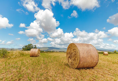 Round bales harvesting in golden field landscape, south sardinia