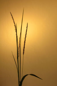 Grass flowers in the evening light.