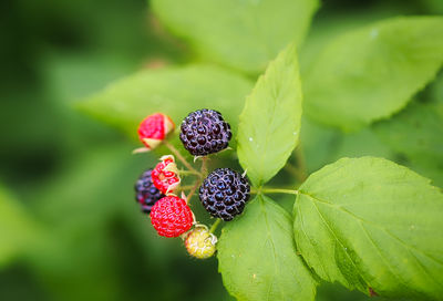 berry