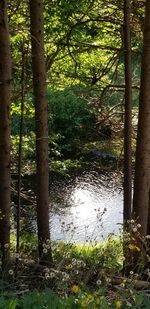 Scenic view of lake in forest