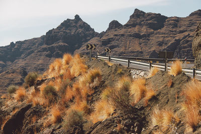 Grass growing on rock by mountain road