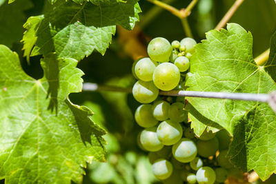 Close-up of grapes growing in vineyard