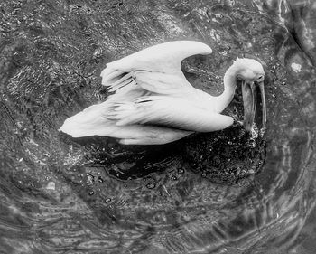 High angle view of bird in water