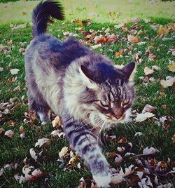 Cat relaxing on grass