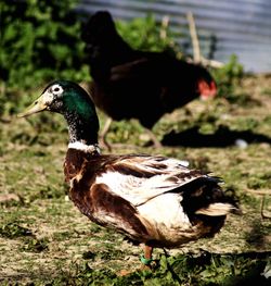 Close-up of a duck on field