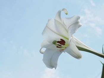 Low angle view of white magnolia blooming against sky