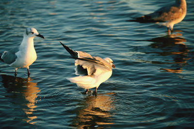 Seagulls on lake