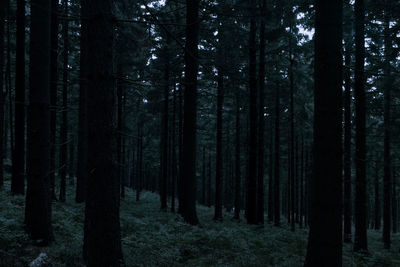 Trees in forest