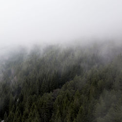 Pine trees in forest during foggy weather