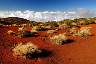 Plants growing on mountain at el teide national park against cloudy sky