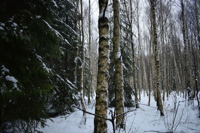 Trees in forest during winter