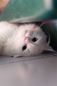 Adorable cute white persian cat laying down and looking at camera