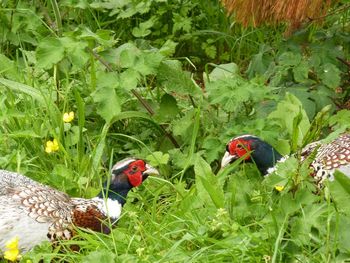 View of birds on plants