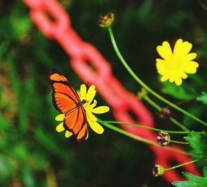 Close-up of butterfly on flower