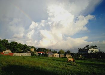 Cows on field against sky