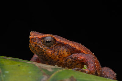 Close-up of a lizard