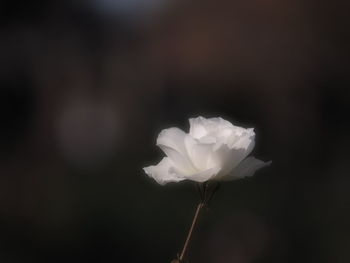 Close-up of white flowering plant