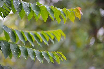 Close-up of fern leaves