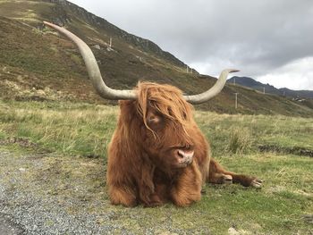 Lion looking away on field