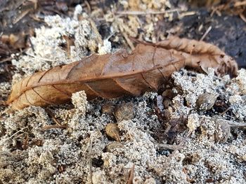 Close-up of lizard on field