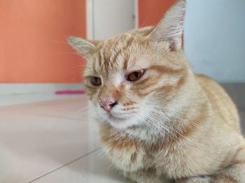 Close-up of a cat looking away