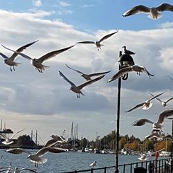 Birds flying over water against sky