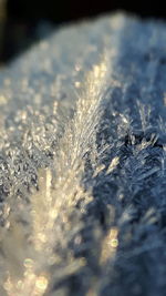 Close-up of snow on leaf during winter