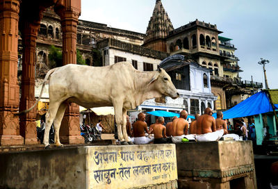 View of a cow statue