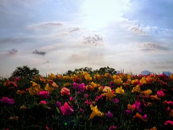 View of flowering plants on field against sky