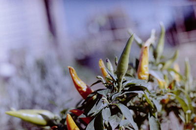 Close-up of flower