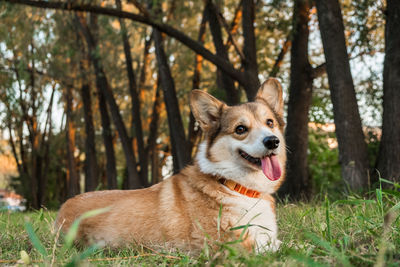 Portrait of dog standing in forest